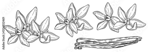 Vanilla hand drawn composition set. Beautifully detailed black and white drawing of vanilla beans and flowers. Ink sketch illustration for branding and package design. Clip art food and spice. 