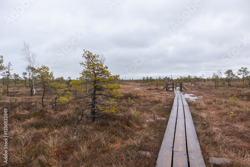 Konstfotografi A wooden boardwalk that winds through a swampy area with conifers