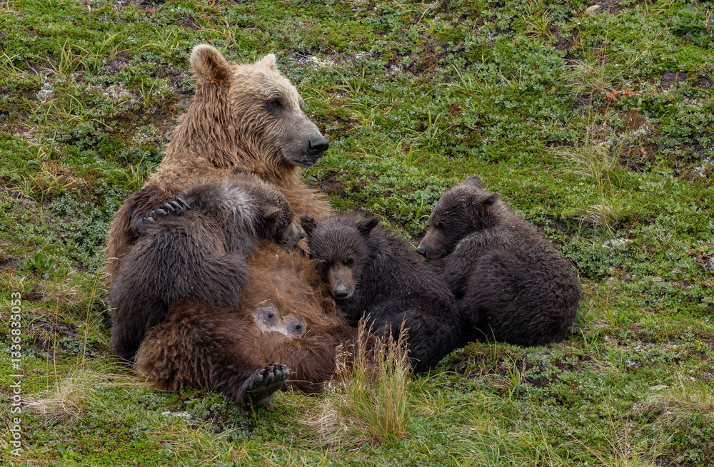 Fototapeta premium Brown bear fishing for salmon in Alaska
