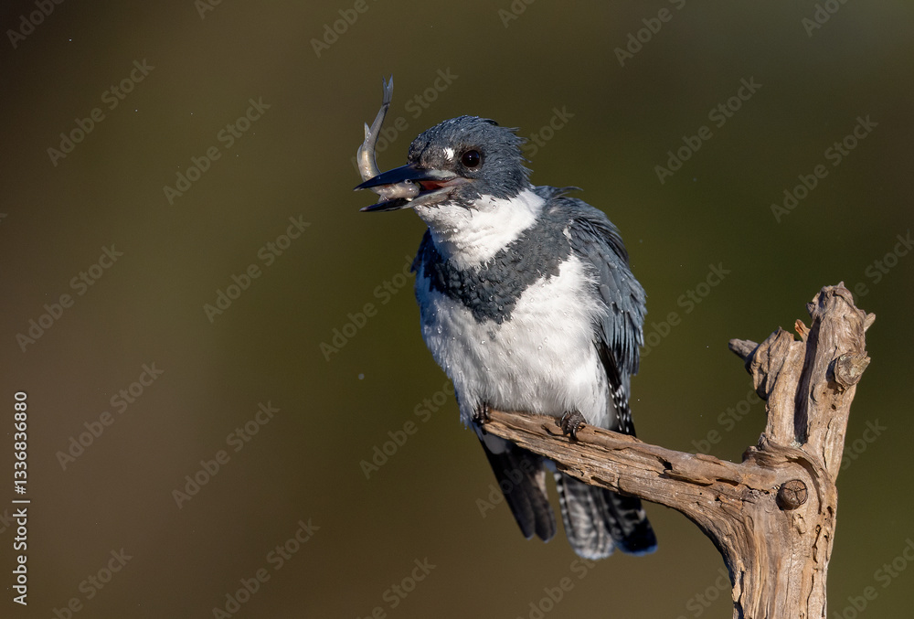 Obraz premium Belted Kingfisher fishing in a pond