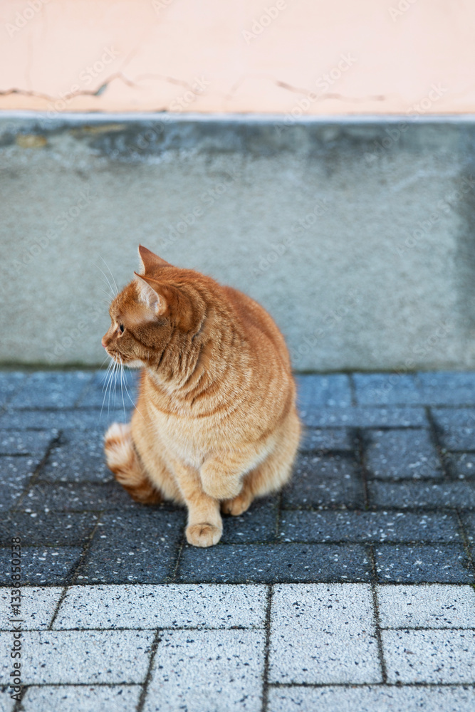 Fototapeta premium A ginger cat is sitting near a brick wall, outside