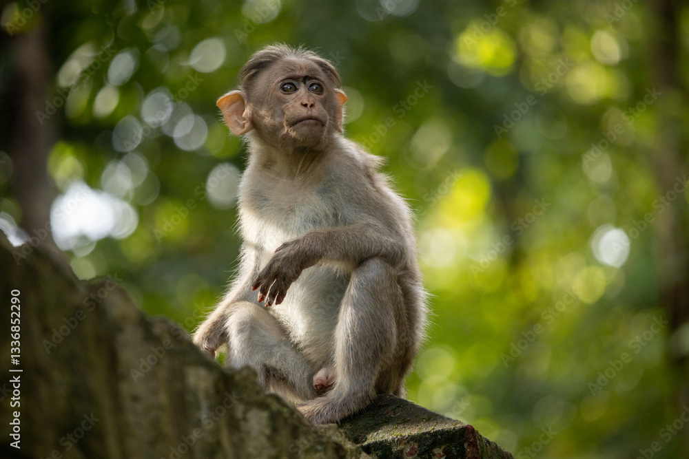 A contemplative young monkey sits on a stone ledge, gazing into the lush green forest. A contemplative young monkey sits on a stone ledge, gazing into the lush green forest.