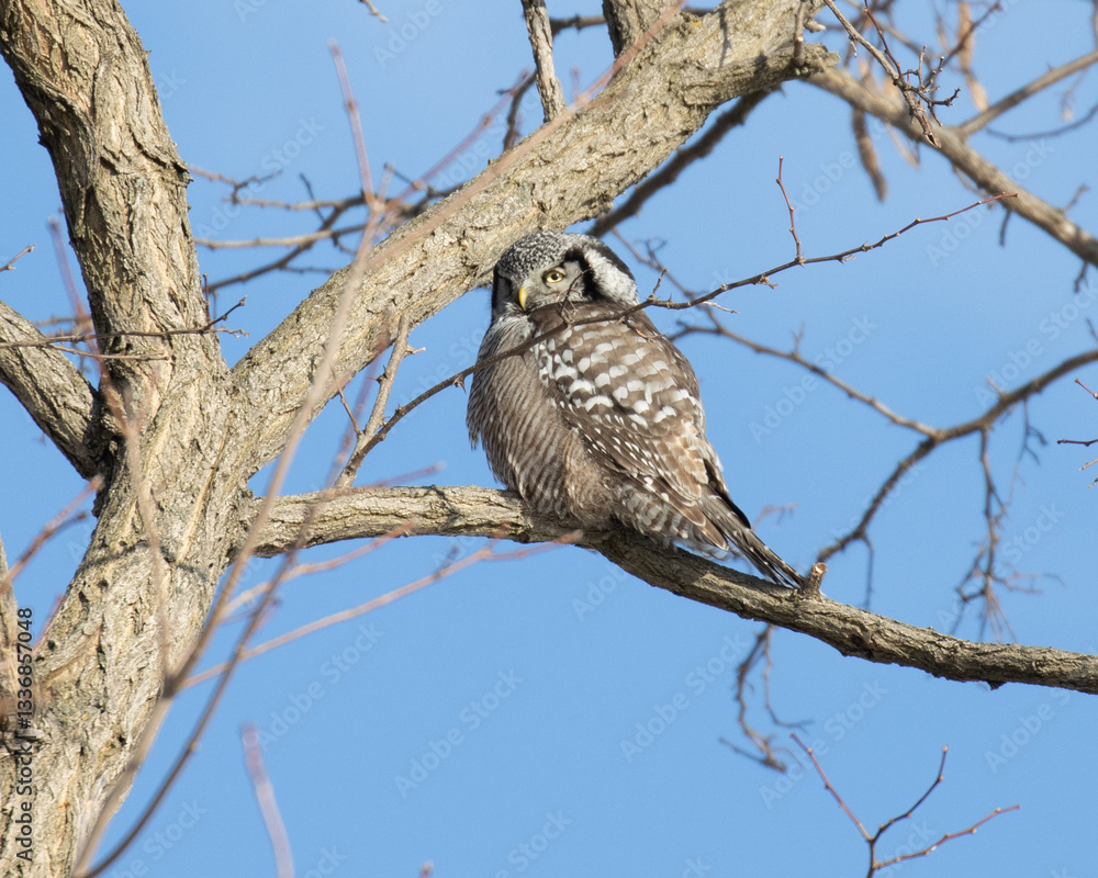 Northern Hawk Owl sitting in a tree facing left. Northern Hawk Owl sitting in a tree facing left.