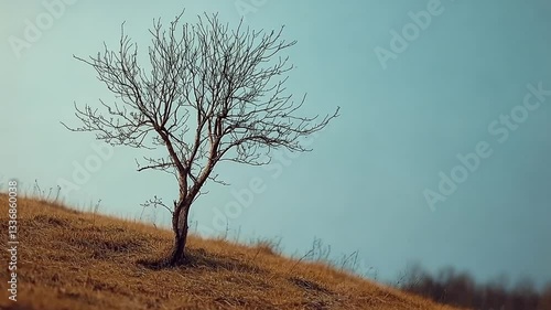 Wallpaper Mural A solitary, leafless tree stands on a grassy hill under a clear blue sky, evoking tranquility and solitude Torontodigital.ca