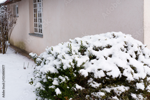 ornamental bush near the house wall covered in snow