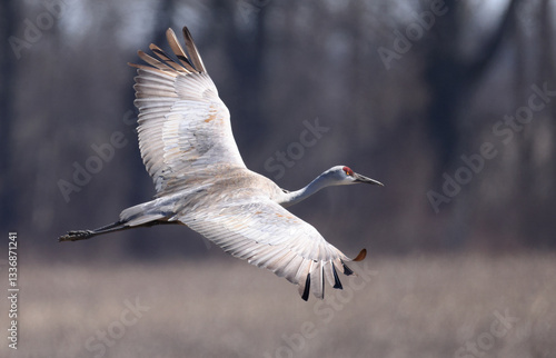 Close view of one magnificent Sandhill Crane flying with wings spread.