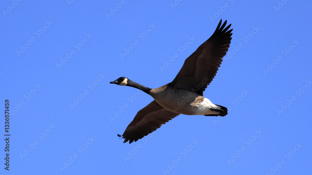 One Canada Goose flying with a blue sky One Canada Goose flying with a blue sky