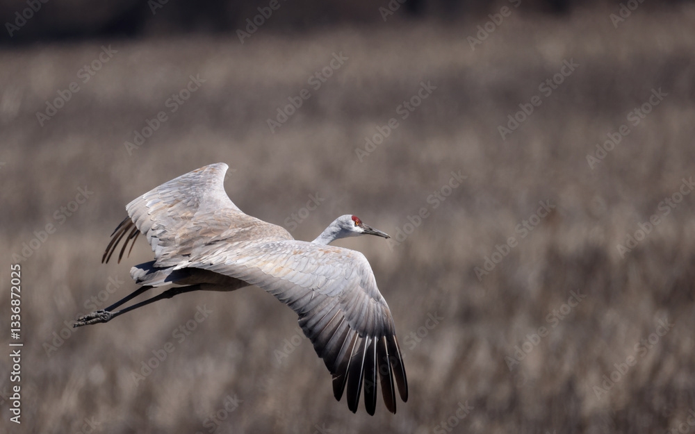 Fototapeta premium Close view of one magnificent Sandhill Crane flying with wings spread.
