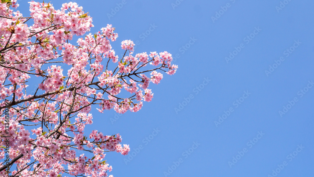 青空に映える！満開のピンクの桜