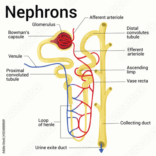 Anatomy of Nephron : Urine Formation.