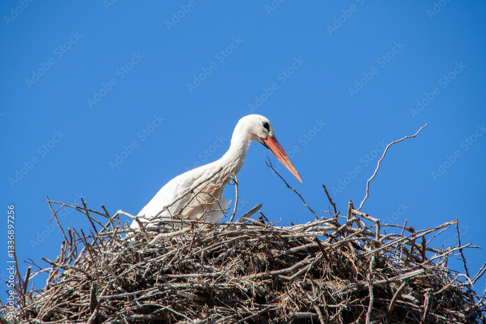 Fototapeta premium Storch baut Nest Anfang März