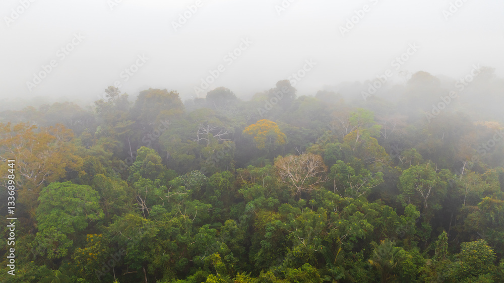 Obraz premium Cloud forest in the Peruvian Amazon, aerial image of the rainforest with fog between the trees
