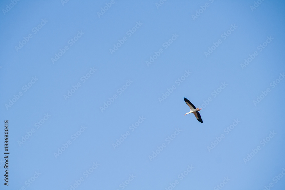 Fototapeta premium Storch von unten