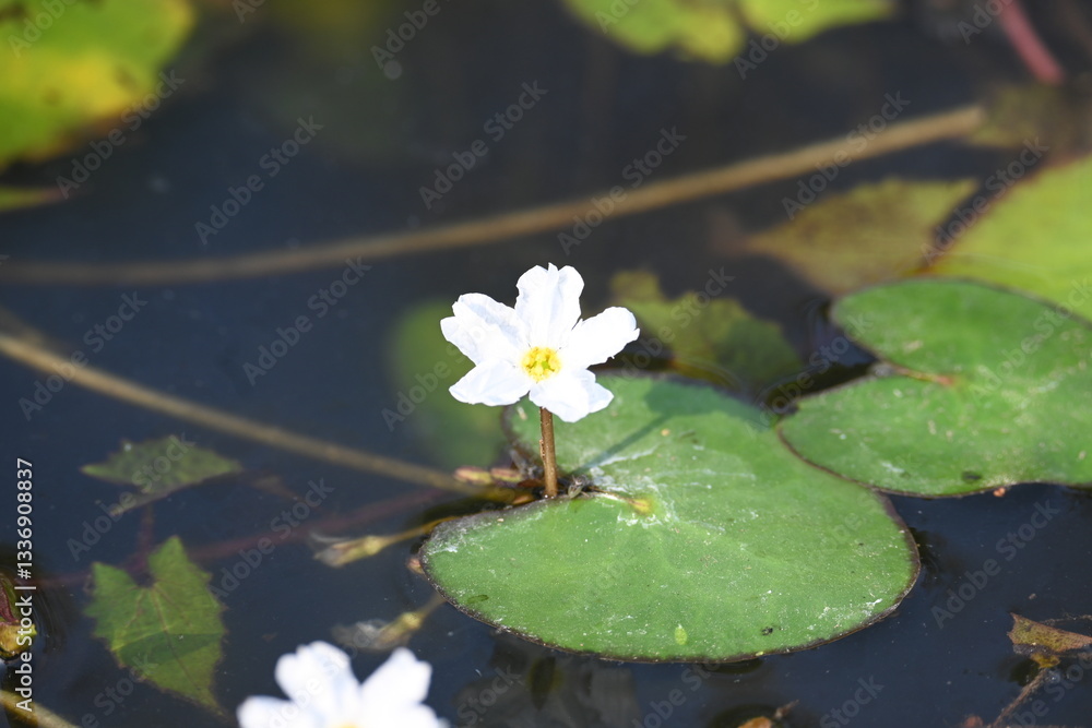Nymphoides aquatica or banana lily. It is an aquatic plant in the Menyanthaceae. This is common names water banana plant, banana lily, and the big floatingheart. Its root is like a banana. White lily Nymphoides aquatica or banana lily. It is an aquatic plant in the Menyanthaceae. This is common names water banana plant, banana lily, and the big floatingheart. Its root is like a banana. White lily