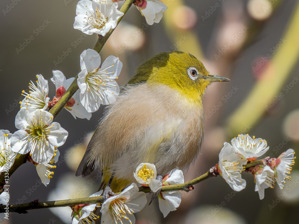梅の花にとまるメジロ