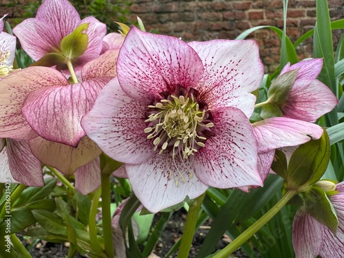 Beautiful pink and white speckled hellebore flower