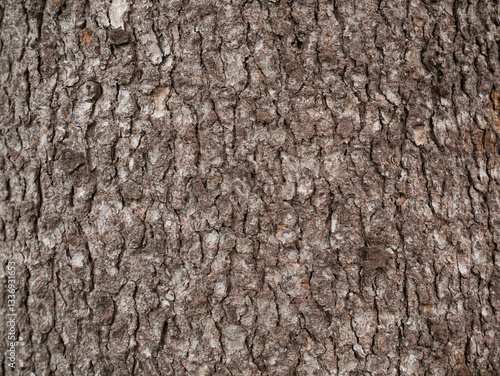 tree bark texture only