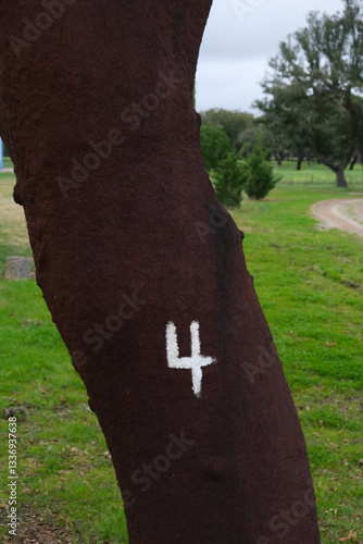 Obraz na płótnie cortiça alentejo portugal quinta faenda arvore número 4 w salonie