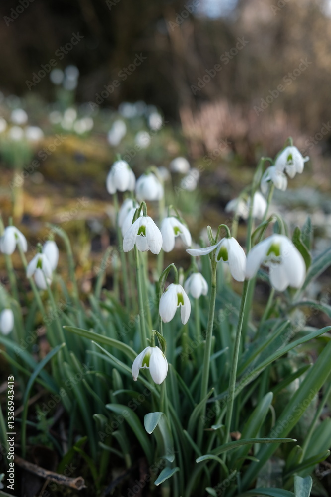 Obraz premium snowdrops in the forest