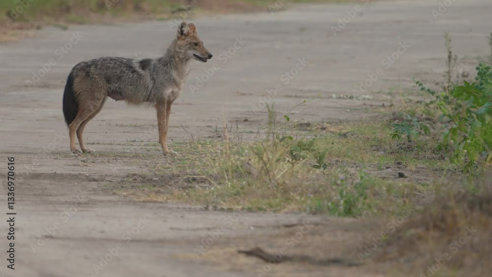 Asiatic Jackal (Canis aureus)dog on the ground Asiatic Jackal (Canis aureus)dog on the ground