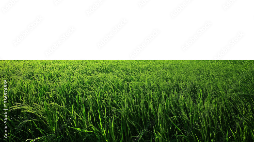Obraz premium Lush Green Grass Field on Transparent Background
