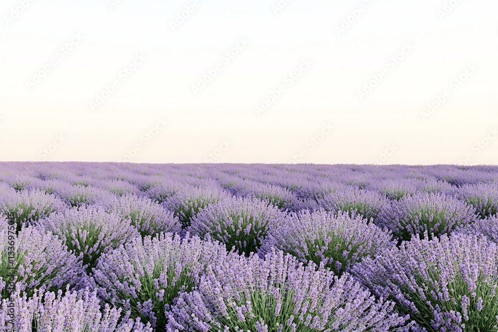 Obraz premium Lavender Field at Sunrise