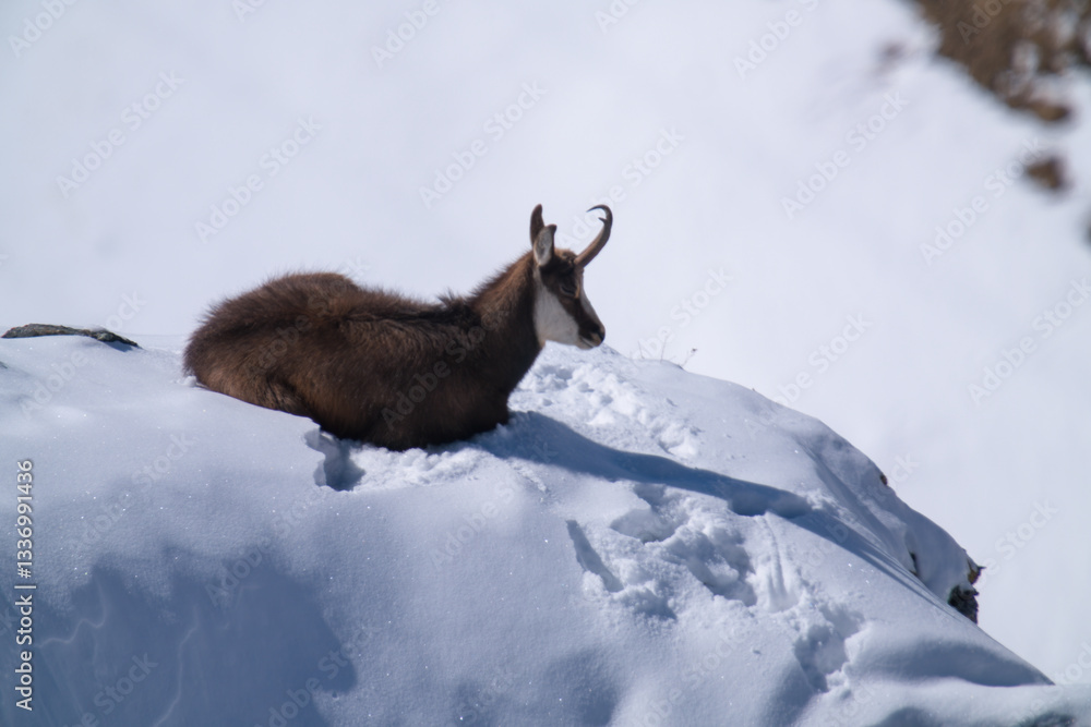 a chamois buck, rupicapra rupicapra, on the snowed in alps, the hohen tauern in the national park austria, ata sunny winter day a chamois buck, rupicapra rupicapra, on the snowed in alps, the hohen tauern in the national park austria, ata sunny winter day