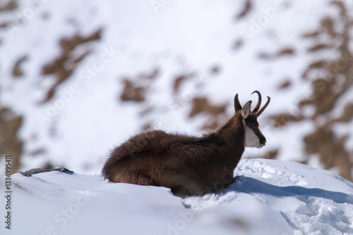 Wallpaper Mural a chamois buck, rupicapra rupicapra, on the snowed in alps, the hohen tauern in the national park austria, ata sunny winter day Torontodigital.ca