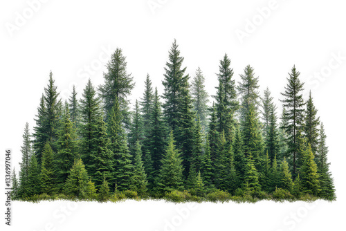 Wallpaper Mural a group of trees in the middle of a forest cutout image and isolated on transparent background  Torontodigital.ca