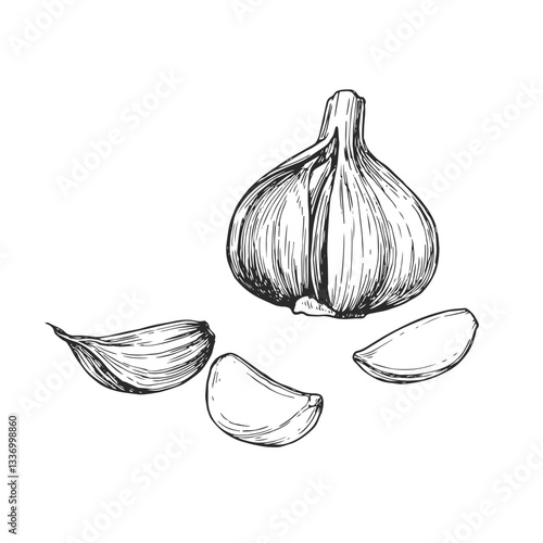 Vector hand-drawn illustration of bulb and cloves of garlic. Black and white sketch of spice. Cooking vegetable ingredient.
