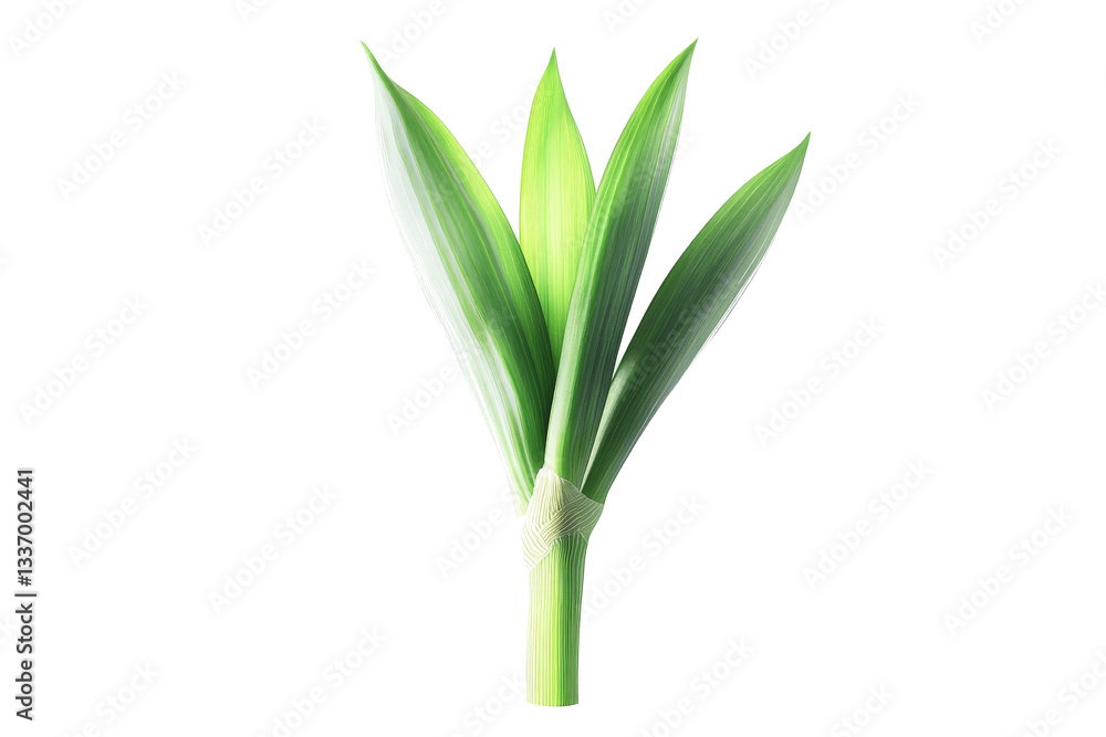 a green plant with a stem on a white background cutout image and isolated on transparent background a green plant with a stem on a white background cutout image and isolated on transparent background