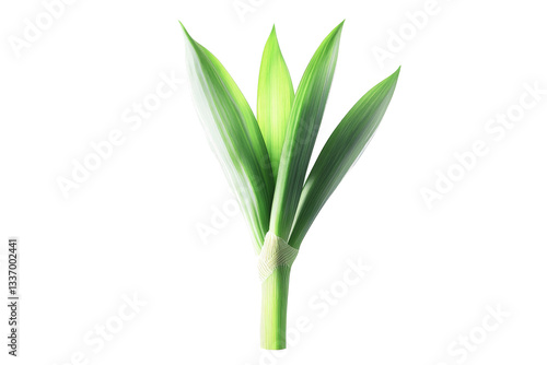 Wallpaper Mural a green plant with a stem on a white background cutout image and isolated on transparent background  Torontodigital.ca