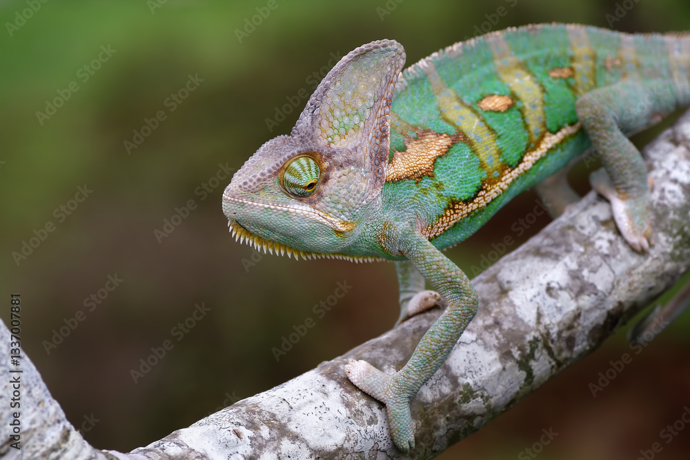 Obraz premium veiled chameleon on branch