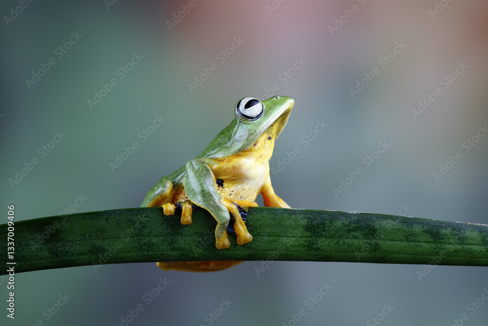 flying tree frog, Javan tree frog on branch, Rhacophorus reinwardtii