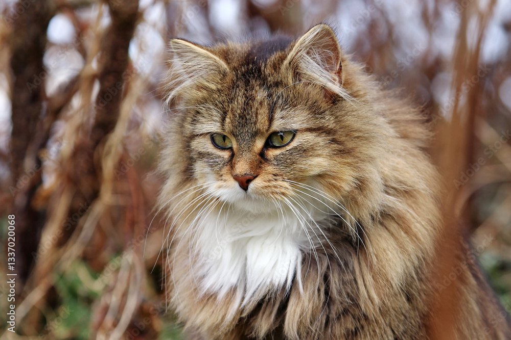 Fototapeta premium Das Gesicht einer neugierigen hübschen jungen Norwegischen Waldkatze 