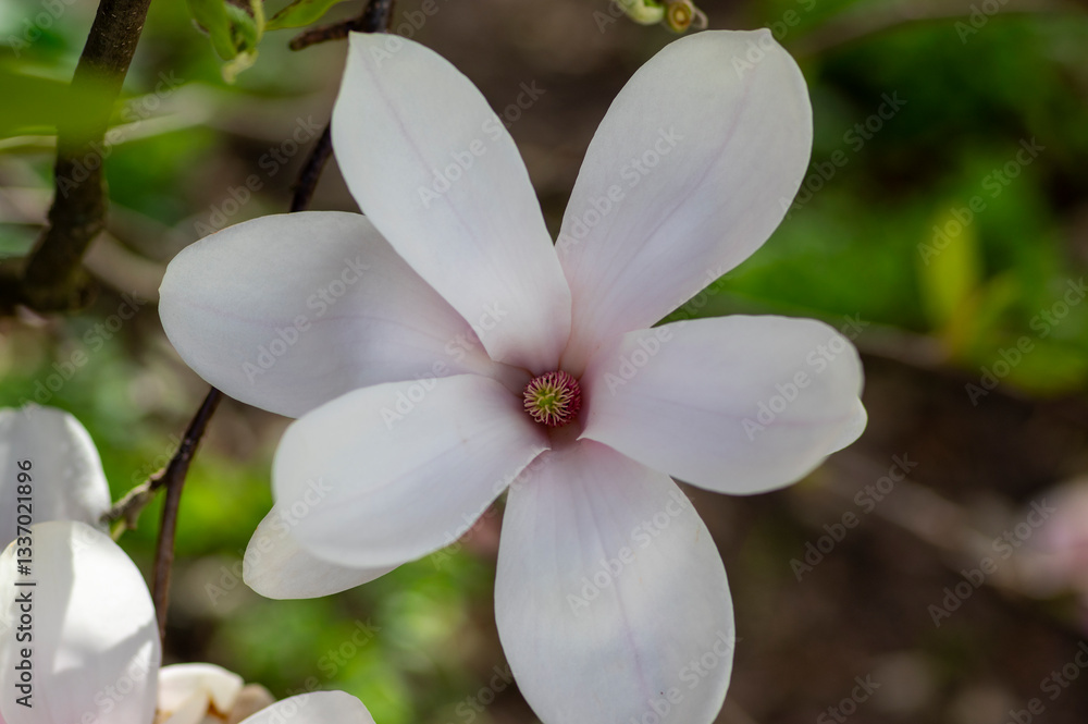 Magnolia soulangeana also called saucer magnolia flowering springtime tree with beautiful pink white flower on branches