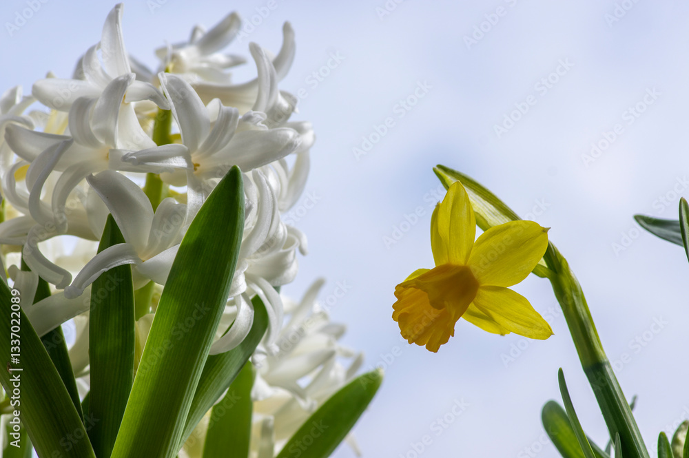 Hyacintus orientalis early spring flowering plant in bloom, group of ornamental flowering flowers in the garden