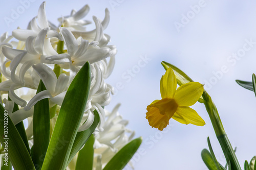 Obraz na płótnie Hyacintus orientalis early spring flowering plant in bloom, group of ornamental flowering flowers in the garden w salonie