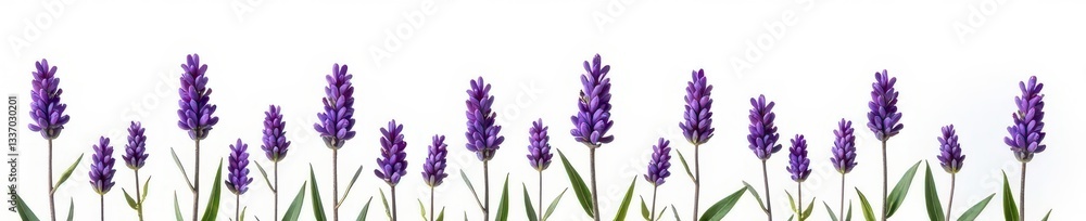 Naklejka premium Vibrant lavender sprigs, individually isolated against a stark white backdrop , purple, rustic, summer