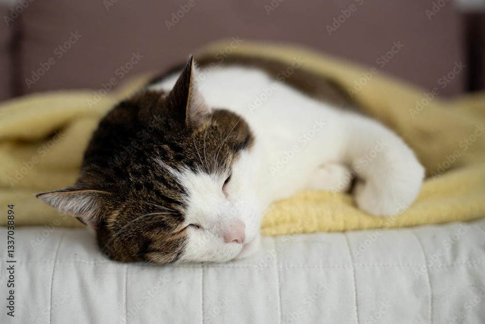 Beautiful short hair cat sleeping on the sofa at home. Selective focus.