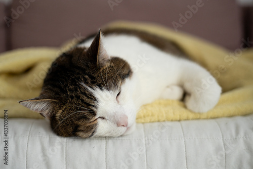 Obraz na płótnie Beautiful short hair cat sleeping on the sofa at home. Selective focus. w salonie