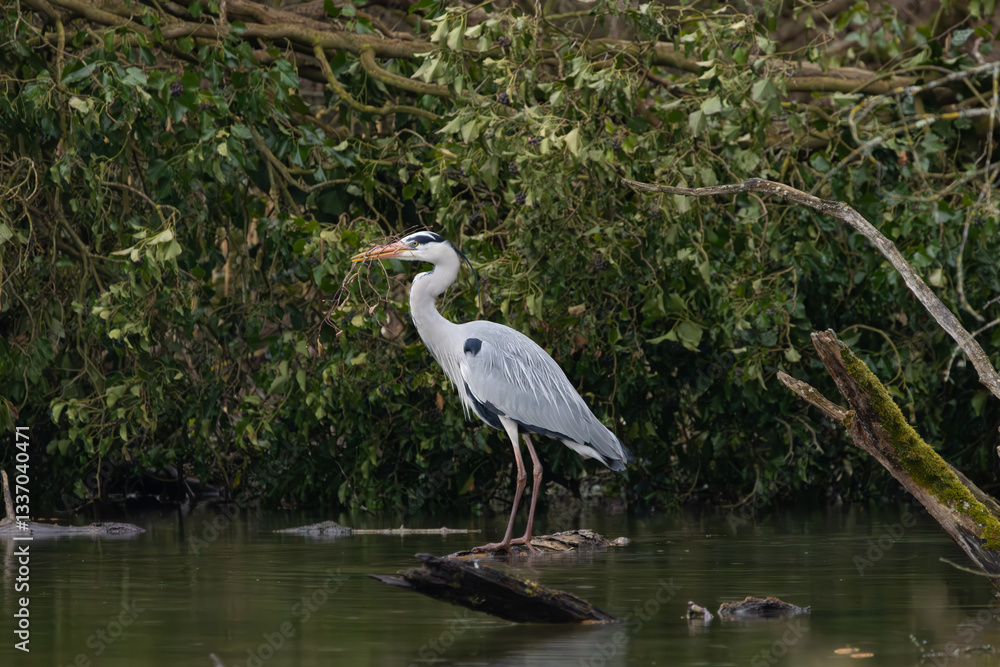 Fototapeta premium héron cendré dans la réserve de la petite Camargue alsacienne 