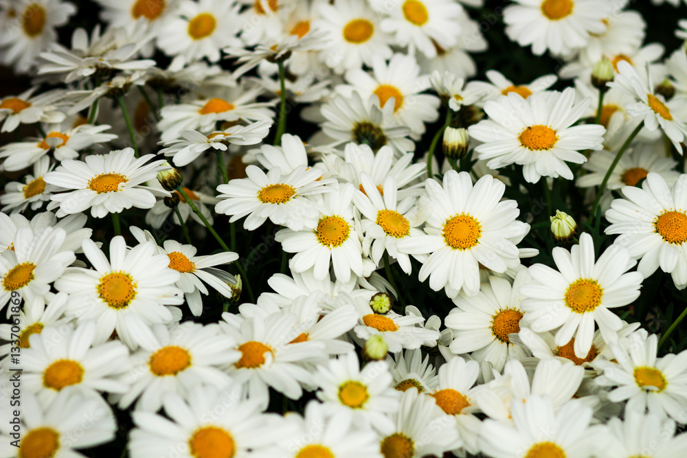 Fototapeta premium white daisies background