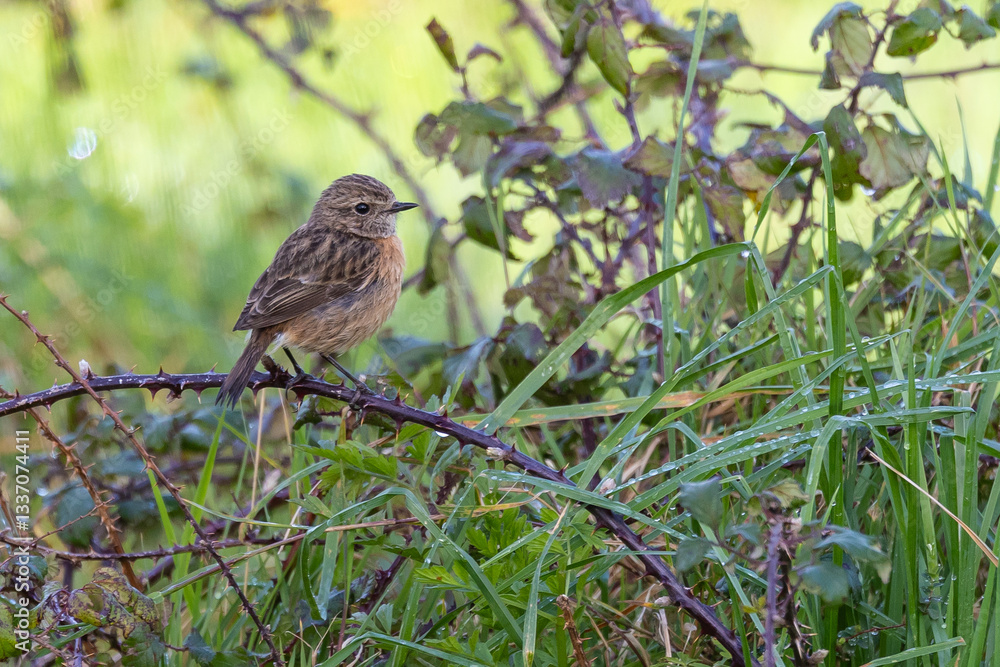 Stonechats, very curious birds on a spring day!