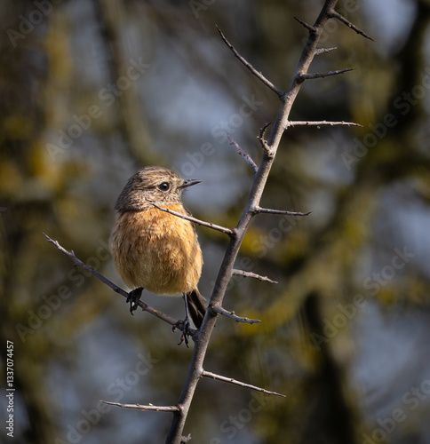 Stonechats, very curious birds on a spring day!