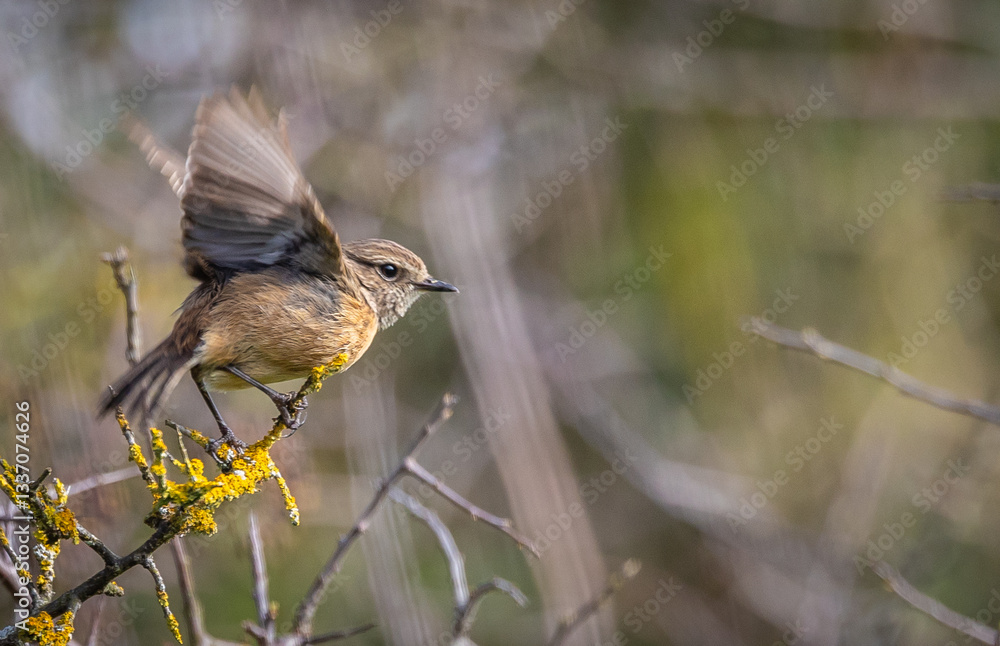 Stonechats, very curious birds on a spring day!