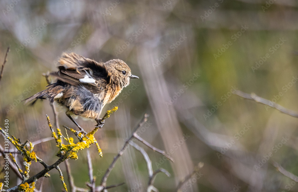Stonechats, very curious birds on a spring day!