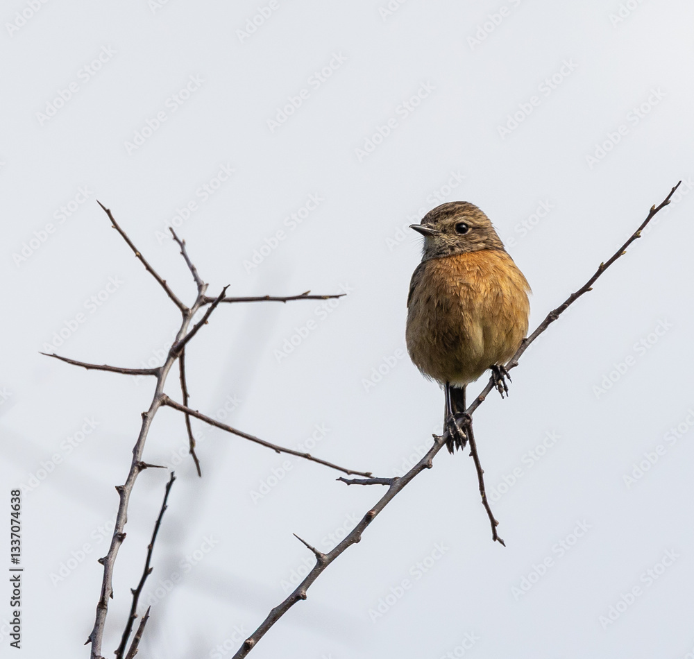 Stonechats, very curious birds on a spring day!