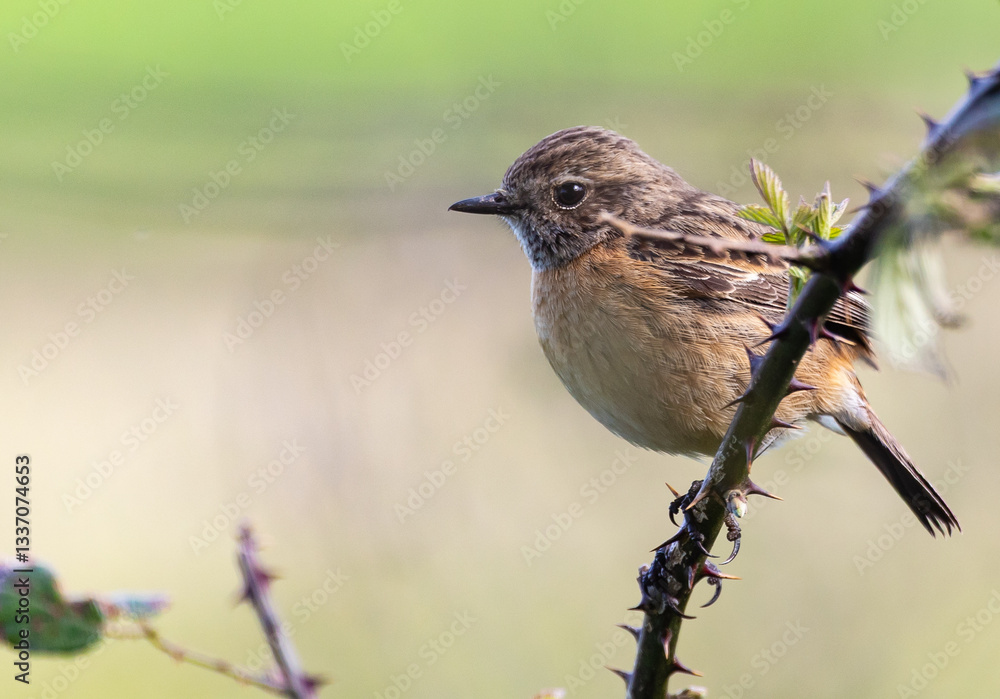 Stonechats, very curious birds on a spring day!