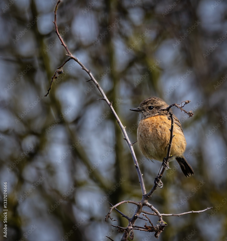 Stonechats, very curious birds on a spring day!